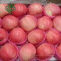 China grüner Apfel Großhandel Pudding Apfel Obst